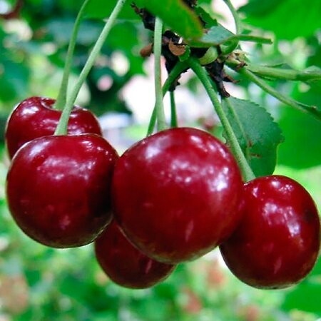 Смузи с овсянкой и вишней 